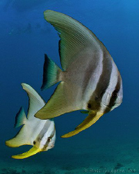 A pair of Batfish.  Ningaloo Reef, Western Australia.  Ca... by Ross Gudgeon 